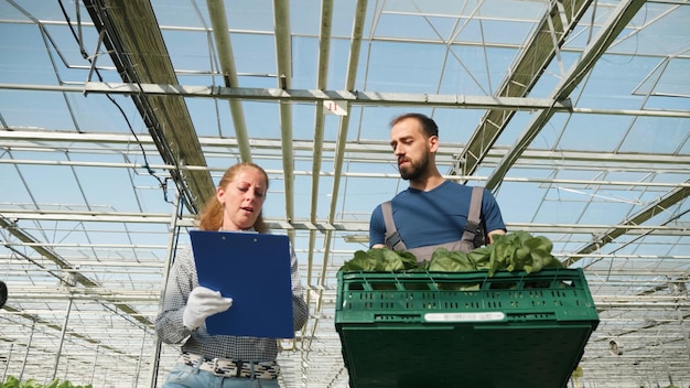 agronomist rancher man carrying basket with organic fresh salad hydroponics greenhouse plantation gardener discussing agricultural plantation with businesswoman working production 482257 38012