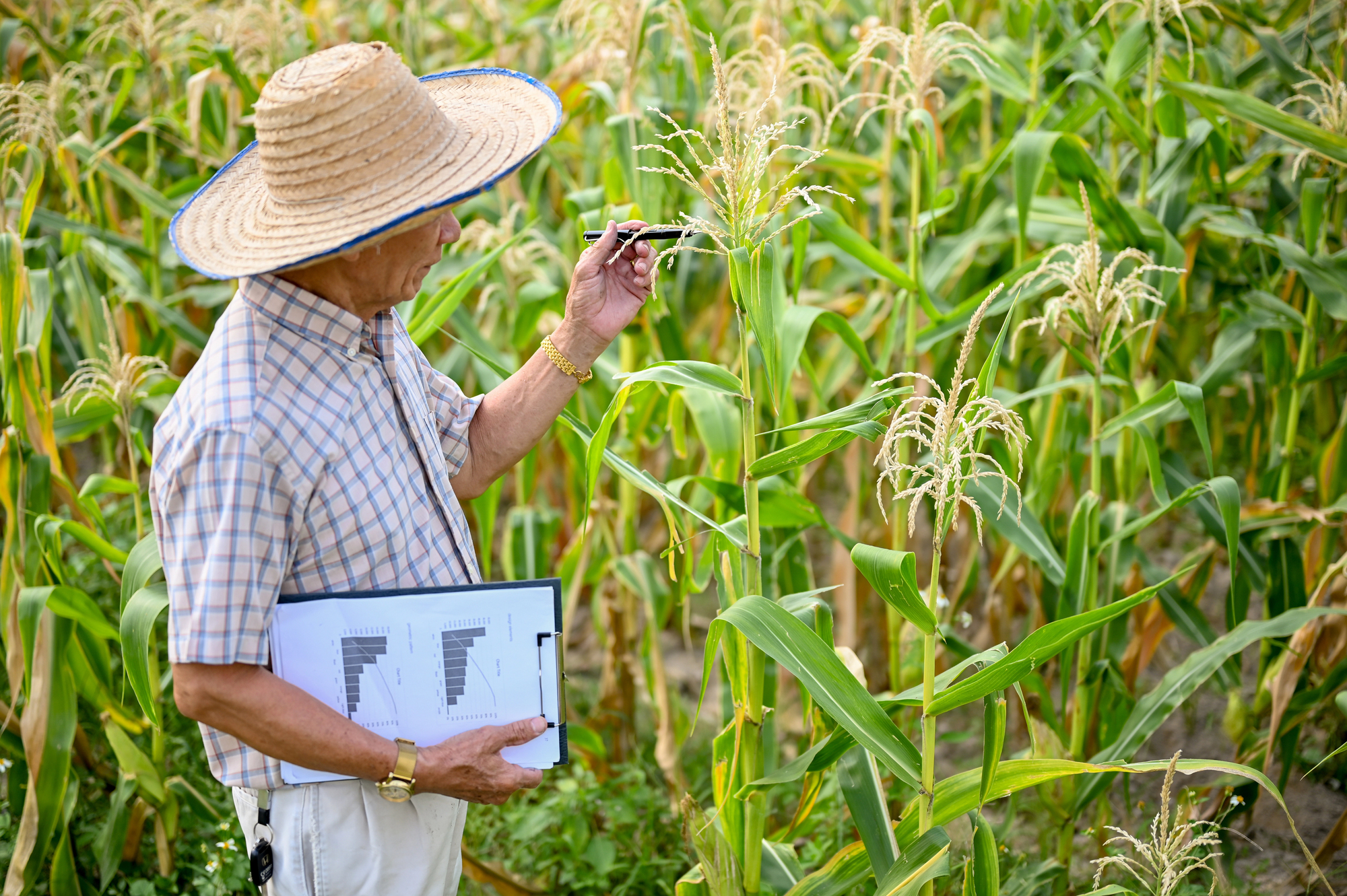 hombre revisando cultivo